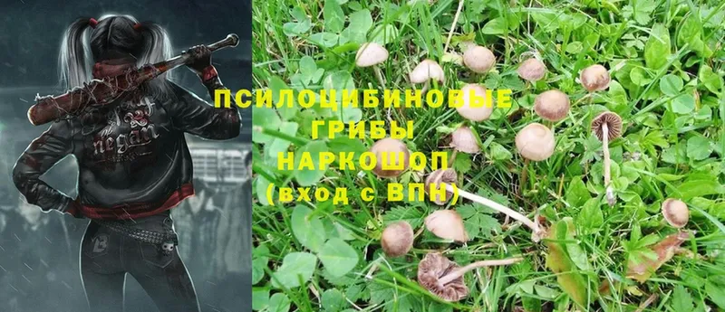 Псилоцибиновые грибы Psilocybine cubensis  Агрыз 